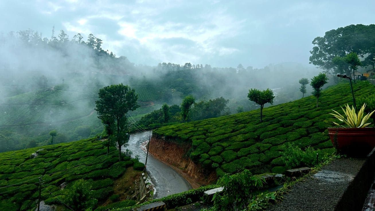 Lush green terraced farmland